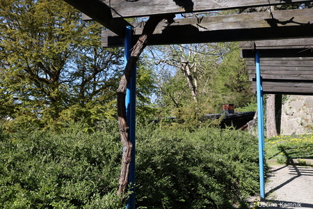 Rez kamniške trte, ki je potomka najstarejše vinske trte (16)